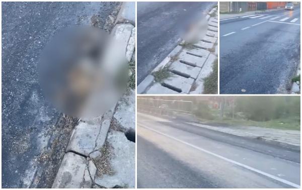 "S-au gândit că așa ar fi bine, să-l prindă și pe el". Câine mort, fixat în asfaltul proaspăt turnat într-o comună din Sibiu