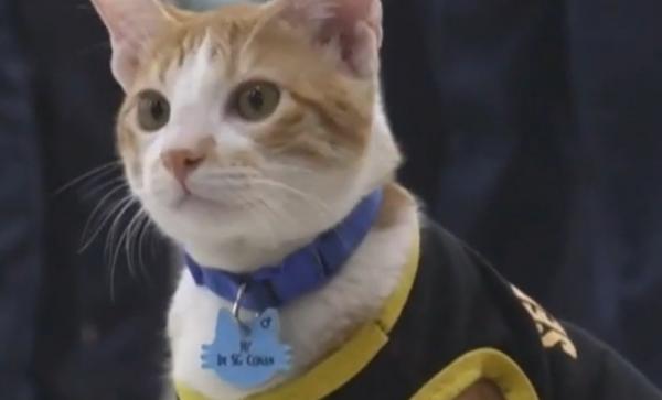 Cei mai de încredere paznici din Filipine sunt pisicile. Agenţii adoptă felinele, care se mulţumesc doar cu hrană şi un coşuleţ de dormit