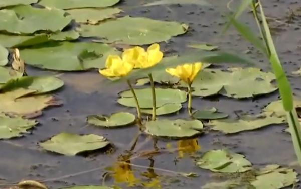 Delta Dunării, impresionantă la început de toamnă. Spectacolul culorilor atrage turiştii care se bucură şi de preţuri reduse cu 50%