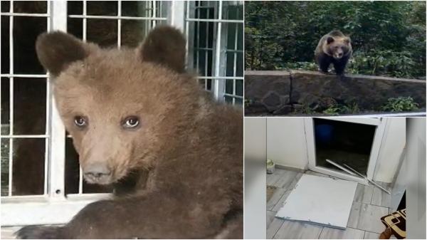 Aproape 1.000 de urşi ar putea fi ucişi, după ce tot mai mulţi fac prăpăd în gospodăriile oamenilor, le fură mâncarea şi le omoară animalele