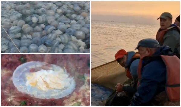 Motivul pentru care milioane de meduze au invadat ţărmul Mării Negre. Pescarii oftează şi visează să le fi vândut în loc de peşte