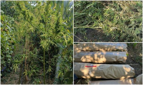 Fost procuror din Vrancea, cultivator de cannabis. Mascații au descoperit o plantație camuflată în vie