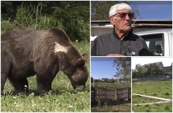 Ursul care a terorizat o comună din Bihor ar fi fost relocat, susţin localnicii: "A fost adus! Vin cu el frumos în maşină, l-au pus frumos la noi în pădure"
