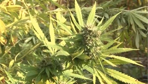 Soluţiile ingenioase găsite de traficanţi pentru a-şi proteja culturile de canabis