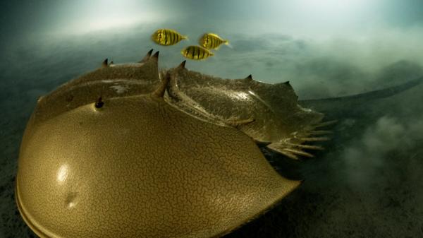 Wildlife Photographer of the Year: poza anului 2023, cu un crab potcoavă pe fundul mării