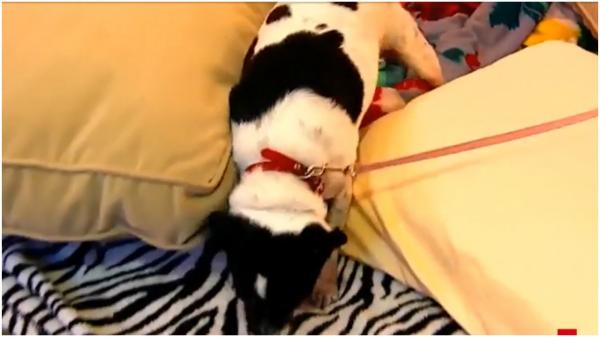 Metoda inedită prin care britanicii vor să scape de ploşniţe. Sute de câini, instruiţi pentru depistarea insectelor