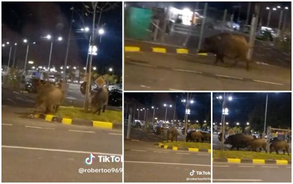 Porci mistreţi, la plimbare prin Braşov. Au fost surprinşi în parcarea unui magazin de bricolaj
