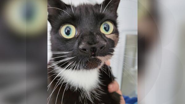 O pisică cu două nasuri îşi caută o familie pentru totdeauna. Felina botezată Nanny a ajuns vedetă după clipul de prezentare