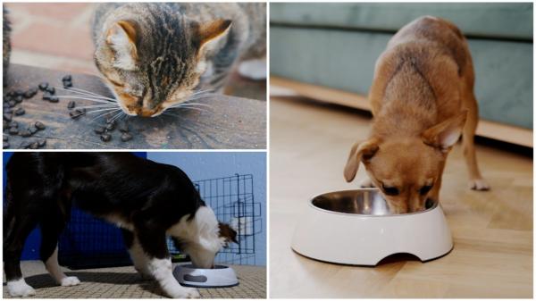 Alimentele total interzise pentru câini şi pisici, potrivit veterinarilor. Multe animale ajung la operaţie din cauza lor