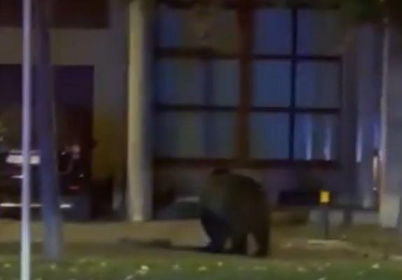 Ploieştiul, din nou în alertă din cauza unui urs. Animalul sălbatic s-a plimbat nestingherit într-un cartier din oraş