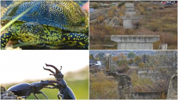 Podul peste Siret, blocat de gândaci. Autorităţile nu-l pot reconstrui din cauza a două specii protejate de lege