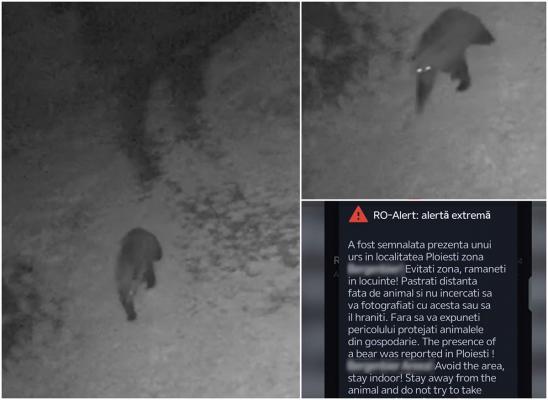 Ploieştenii, avertizaţi prin RO-Alert, după ce un nou urs le dă târcoale. În vară, "Rambo" a dat de furcă autorităţilor timp de o lună