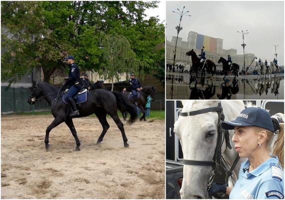 Sute de ore de pregătire, disciplină şi multă dragoste. Cum sunt antrenaţi caii şi călăreţii cavaleriei jandarmerie pentru a face faţă oricărui pericol