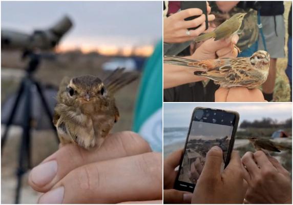 Exemplar extrem de rar de pasăre, pentru prima oară în România. A ajuns la noi în ţară din greşeală, în drumul ei spre Asia