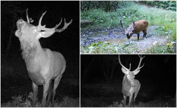 Boncănitul cerbilor sau lupta pentru împerechere în Munții Semenic. Curioşii plătesc și 700 de euro ca să vadă momentul