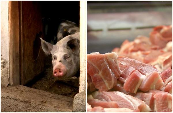 Porcii, omorâţi în gospodării doar în baza unei adeverinţe. "Orice mişcare de porc se va face sub îndrumarea medicului veterinar"