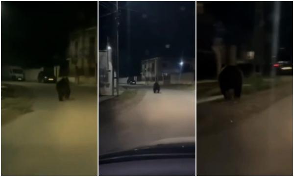 Urs pe străzi, filmat la doar câţiva kilometri de Cluj-Napoca. Sălbăticiunea se plimbă nestingherită chiar pe mijlocul șoselei