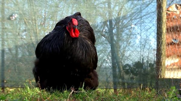 Cel mai frumos cocoş din Europa este un pintenat din România. Cât costă un astfel de exemplar