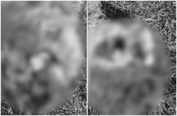 Un urs a atacat o stână de oi, în Cluj, zeci de animale ucise. Nu l-a oprit nici gardul electric montat de fermieri