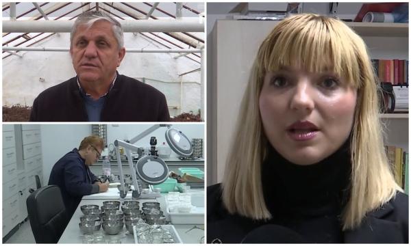 Leguma românească înviată genetic la 100 de ani de la dispariţie. Cercetătorii din Buzău au dat lovitura