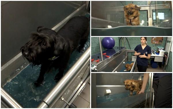 Hidroterapie pentru câinii răniţi sau cu probleme locomotorii. O  ședință de tratament costă între 100 şi 200 de lei