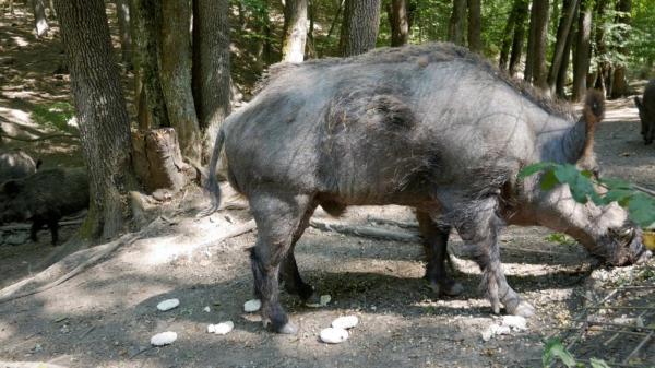 Statele Unite, aproape de un dezastru ecologic din cauza porcilor mistreţi