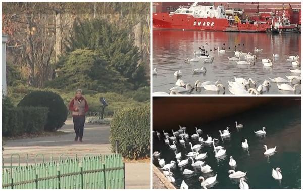 Primăvara de la începutul iernii calendaristice. Lebedele au luat cu asalt Portul Constanţa, iar temperaturile vor ajunge şi la 20 de grade