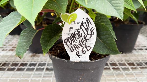 Planta care nu trebuie să ne lipsească iarna din casă. Poate costa și 100 de lei. Este extrem de pretențioasă și solicită multă atenție