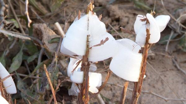 Fenomen spectaculos şi foarte rar: "Fluturii de gheaţă", descoperiţi accidental de un fotograf