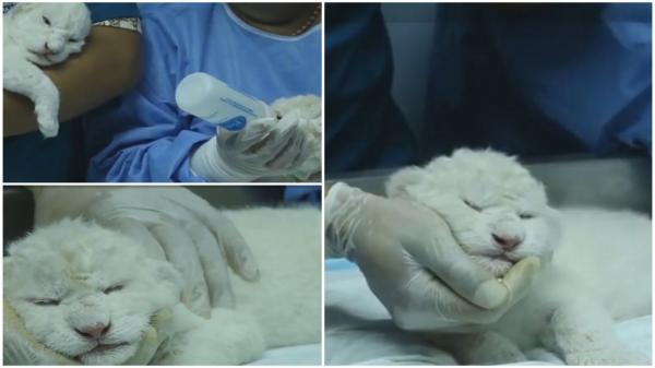 O grădină zoologică din Venezuela găzduieşte primii pui de leu alb născuţi în ţară. Specia este pe cale de dispariţie