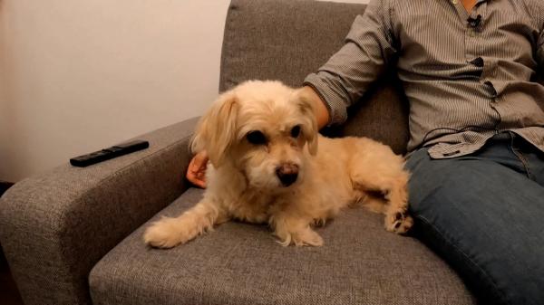 Cum îţi găseşti mai uşor chirie dacă deţii un animal de companie. Soluţia pentru românii care primesc refuzuri pe bandă rulantă