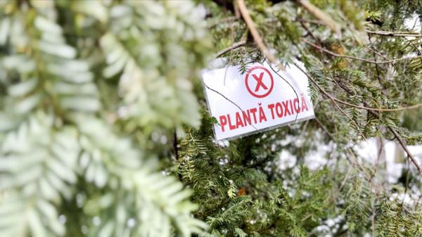 Cea mai toxică plantă de sezon. "Poate provoca chiar moartea"