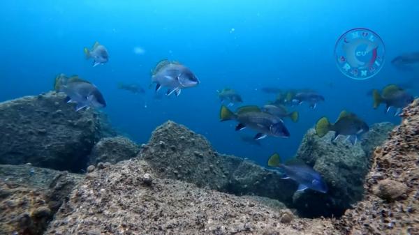 Peştele subtropical pe care îl vom putea comanda curând în restaurante. Bancuri uriaşe au fost văzute în Marea Neagră