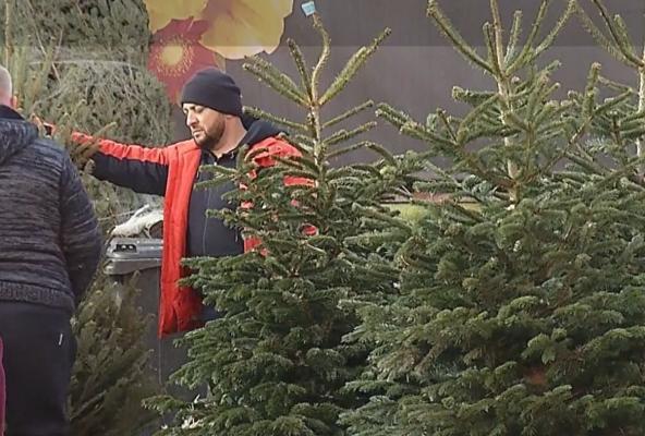 Au aşteptat până în ultima zi şi au dat lovitura. Cu cât s-au vândut brazii de Crăciun în Ajun. "Vine Crăciunul şi oamenii scad din preţ ca să îi dea cât mai repede"
