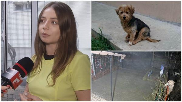 Zeci de câini pierduți sau răniți de Revelion, din cauza petardelor. "Mi-e teamă că a făcut infarct. Cred că a şi murit"