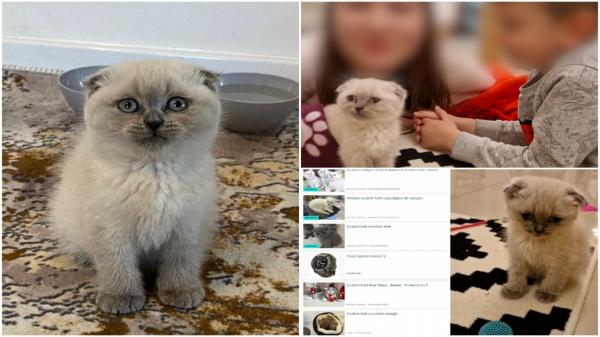 Au cumpărat de pe internet o pisică Scottish Fold cu 1.500 de lei, pentru fetiţa lor. Trauma trăită de Sărbători de o familie din Bucureşti