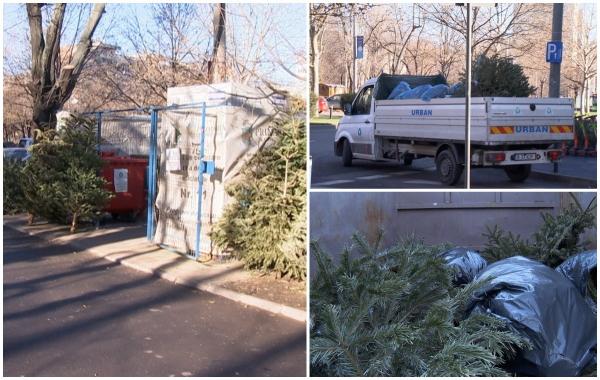 Există viaţă şi după Crăciun. Cum poţi obţine bani pentru bradul natural pe care l-ai avut în casă de sărbători