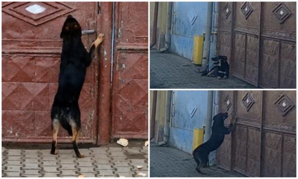 Scene crunte: un căţel de 4 luni plânge la poarta stăpânului, care l-a abandonat. "A spus că nu-l mai vrea"