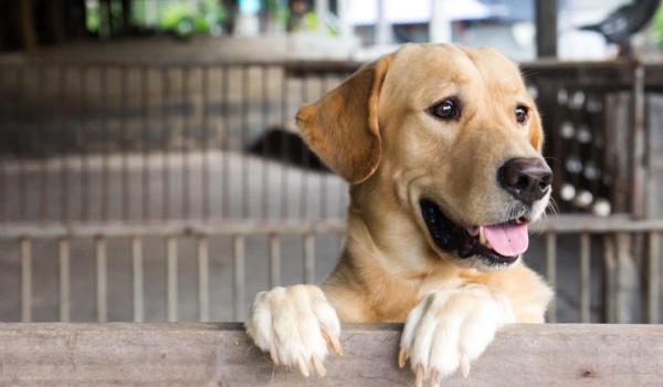 Coreea de Sud închide un capitol controversat. Parlamentul a interzis, printr-o decizie istorică, vânzarea cărnii de câine