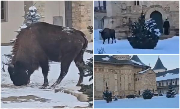 Stareţul Benedict Sauciuc s-a trezit cu un zimbru plimbându-se nestingherit prin curtea Mănăstirii Neamţ: "Un pelerin neobişnuit"