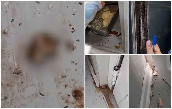 Şobolani morţi printre produse expirate. O patiserie din Galaţi, închisă pentru şase luni