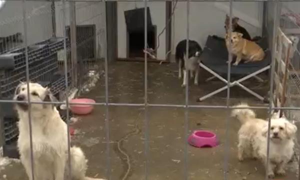 Suferinţa căţeilor din adăposturi, care stau în ger noapte de noapte. Riscă să moară de sete, de foame sau de frig