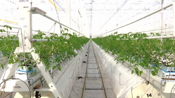 Afacerea cu care a dat lovitura un producător din Timiş. Investiţia totală a costat 13 milioane de euro