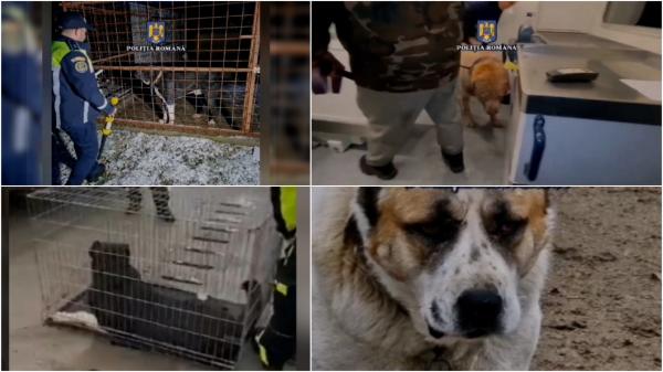12 câini, salvați de la tratamente barbare în România și Republica Moldova. Animalele erau operate și dopate, apoi puse să se lupte cu alți câini