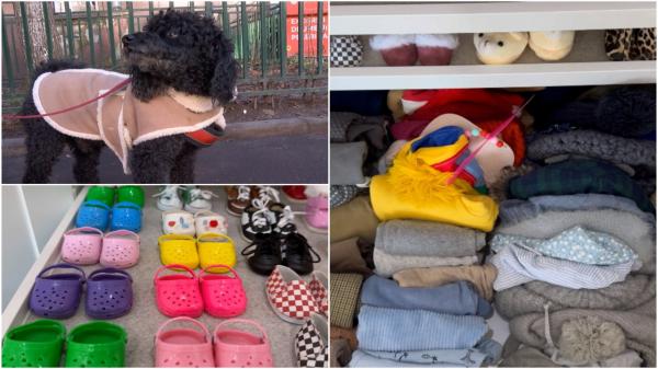 Moda hainelor pentru câini ia amploare în România. Colecţii speciale pentru animalele de companie: rochii, jeansi, salopete şi chiar costume de baie