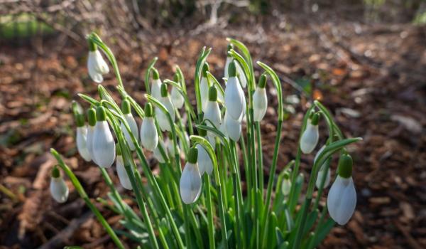 După episoadele de zăpadă şi ger, vremea se răzgândeşte. Maximele vor sări de 15 grade, de săptămâna viitoare