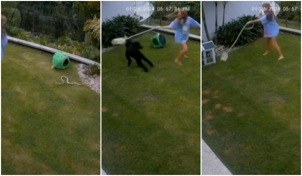 Curajul nu are vârstă. O fetiţă de 12 ani şi-a salvat cobaiul din colţii unui piton de 2 m. A învârtit reptila până i-a dat drumul animăluţului