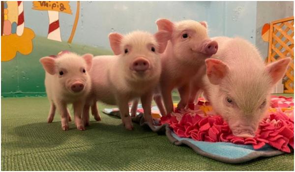 Trendul care a luat cu asalt Japonia. Cu doar 15 $, clienţii îşi pot bea cafeaua alături de purceluşi. Interacţiunea are beneficii şi pentru sănătate