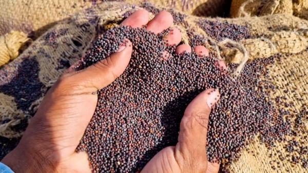 Zeci de kilograme de mac, retrase de urgenţă din unele magazine. Seminţele depăşeau cu mult limita admisă de opiu