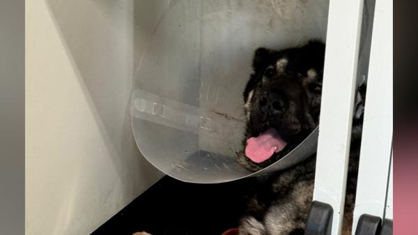 Un Ciobănesc Carpatin, împuşcat fără milă în Cluj. Animalul, luat la ţintă din maşină, din mers